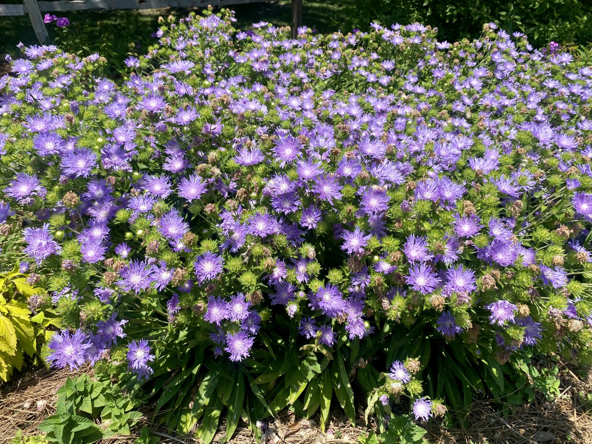 Purple flowers.